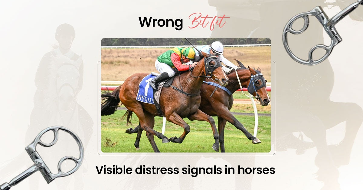 The Tell-Tale Signs of an Improperly Fitted Horse Bit