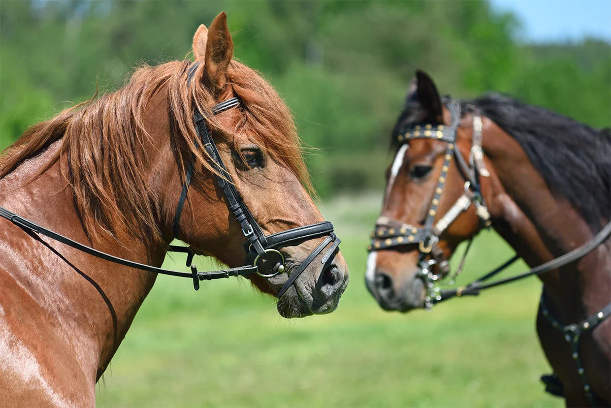 Understanding Horse Bits: An Essential Guide for Equestrians